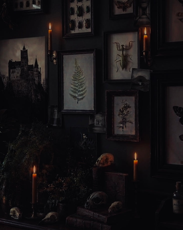Cabinet of Curiosities