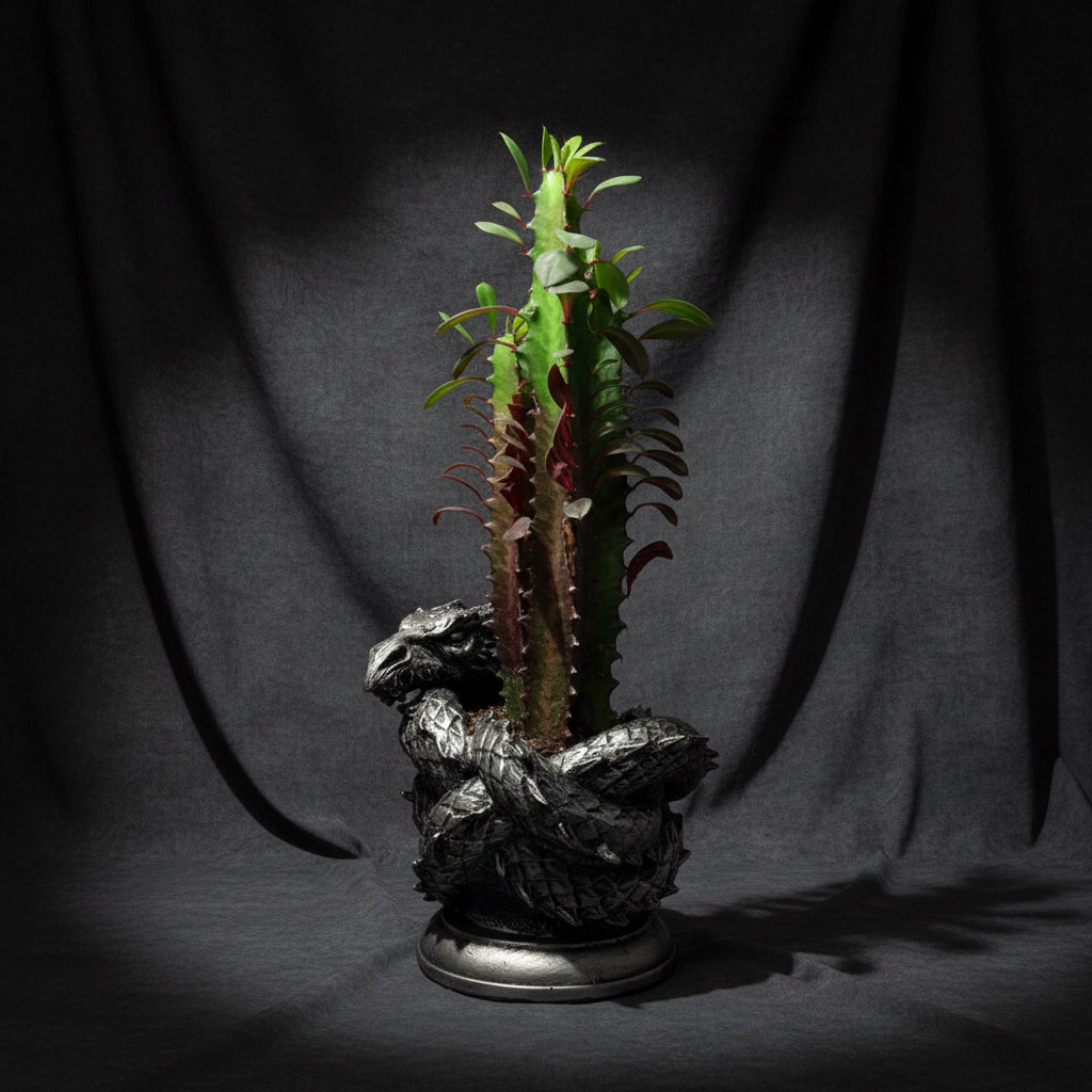 Coiled Dragon Planter