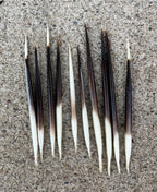 Porcupine Quill (3”)