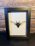 Clear-Winged Cicada (Cryptotympana acuta) Frame
