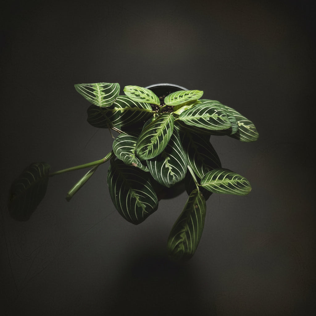 Maranta Lemon Lime