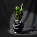 Coiled Dragon Planter