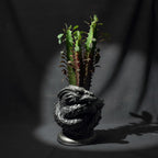 Coiled Dragon Planter