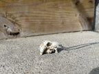 Miniature Resin Skull Necklace