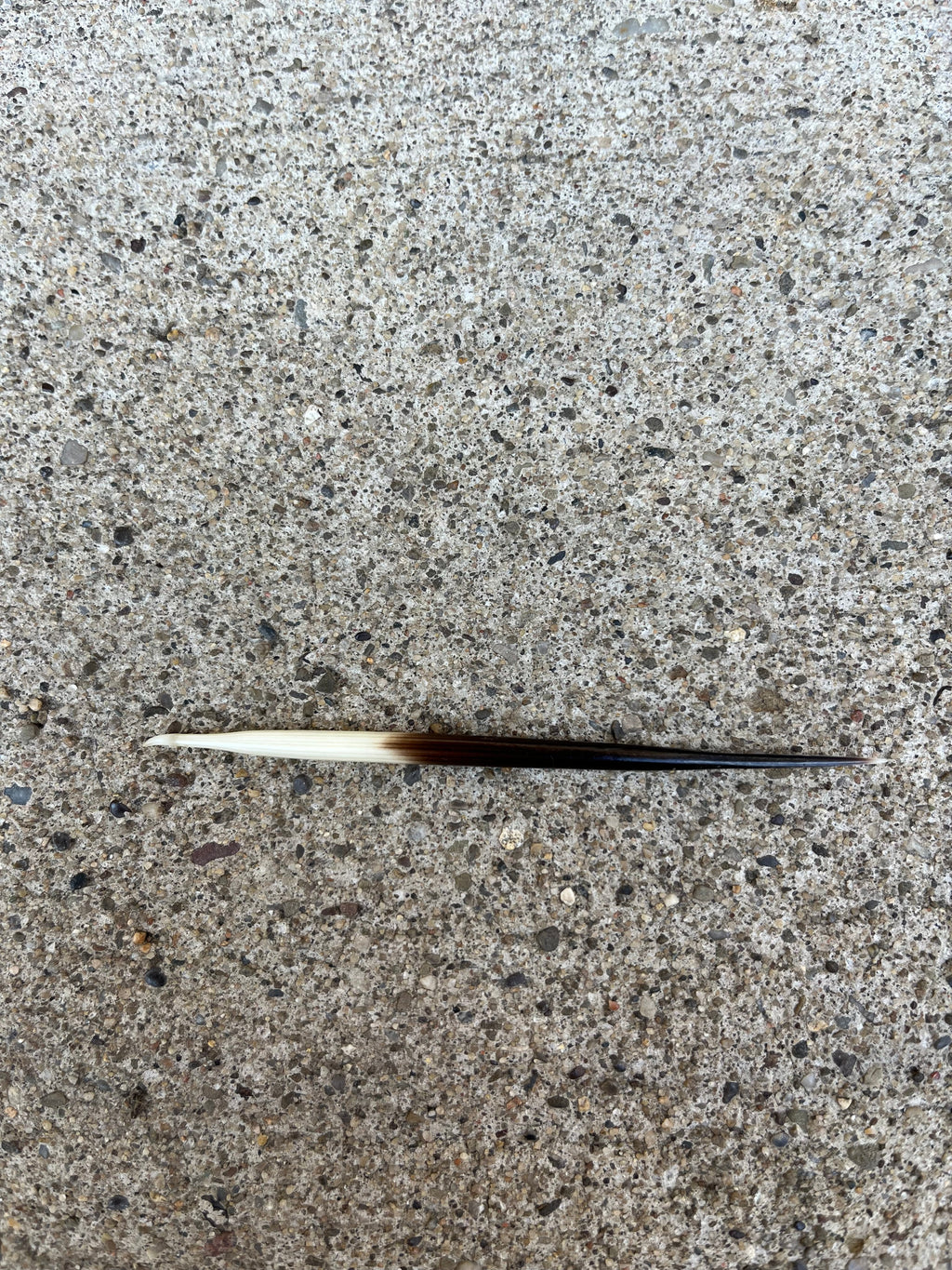 Porcupine Quill (3”)