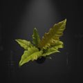 Philodendron Golden Crocodile