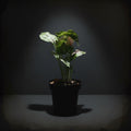Syngonium Milk confetti