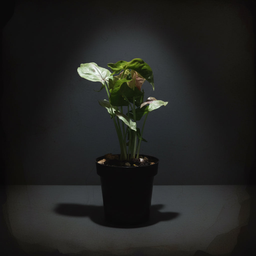Syngonium Milk confetti