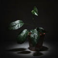 Varigated Albo Pothos