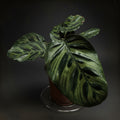 Peacock plant
