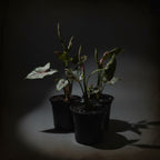 Syngonium ‘Strawberry Ice’