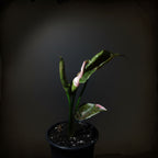 Syngonium ‘Strawberry Ice’