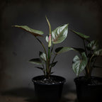 Syngonium ‘Strawberry Ice’