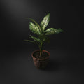 dieffenbachia