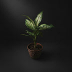 dieffenbachia