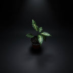 dieffenbachia