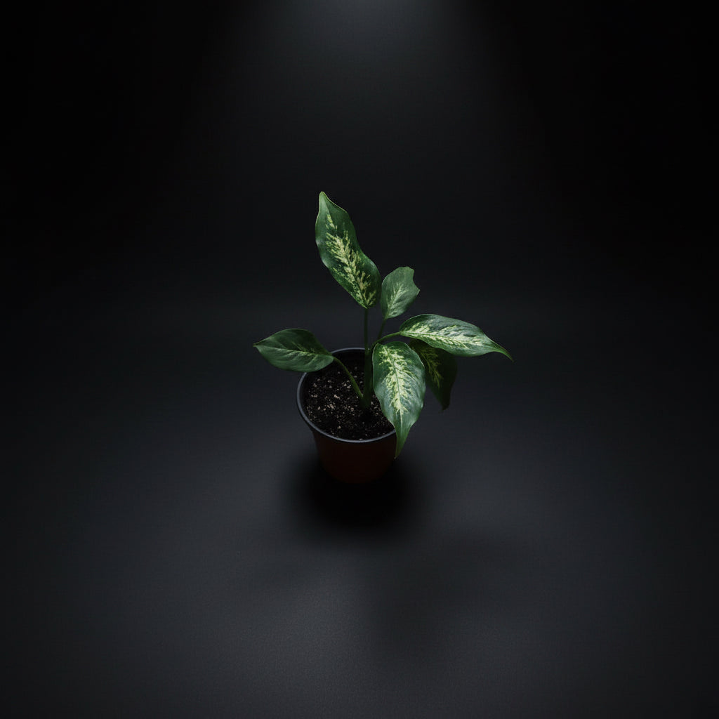 dieffenbachia