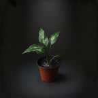 dieffenbachia