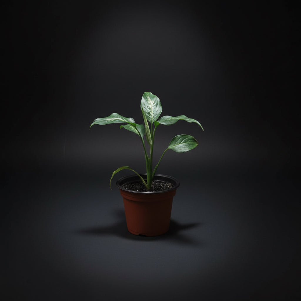 dieffenbachia