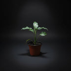 dieffenbachia