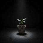 dieffenbachia