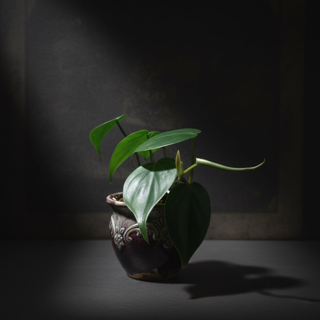 Heart Leaf Philodendron