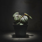 Watermelon Peperomia