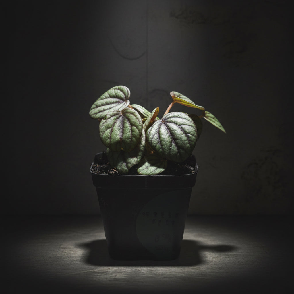 Watermelon Peperomia