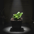 Netherlands Staghorn Fern