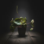 Watermelon Peperomia