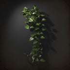 Golden Pothos