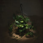 Pothos 'Golden'