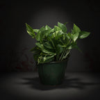 Pothos 'Golden'