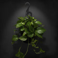 Pothos 'Jade'