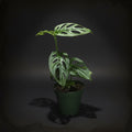 Monstera Adansonii