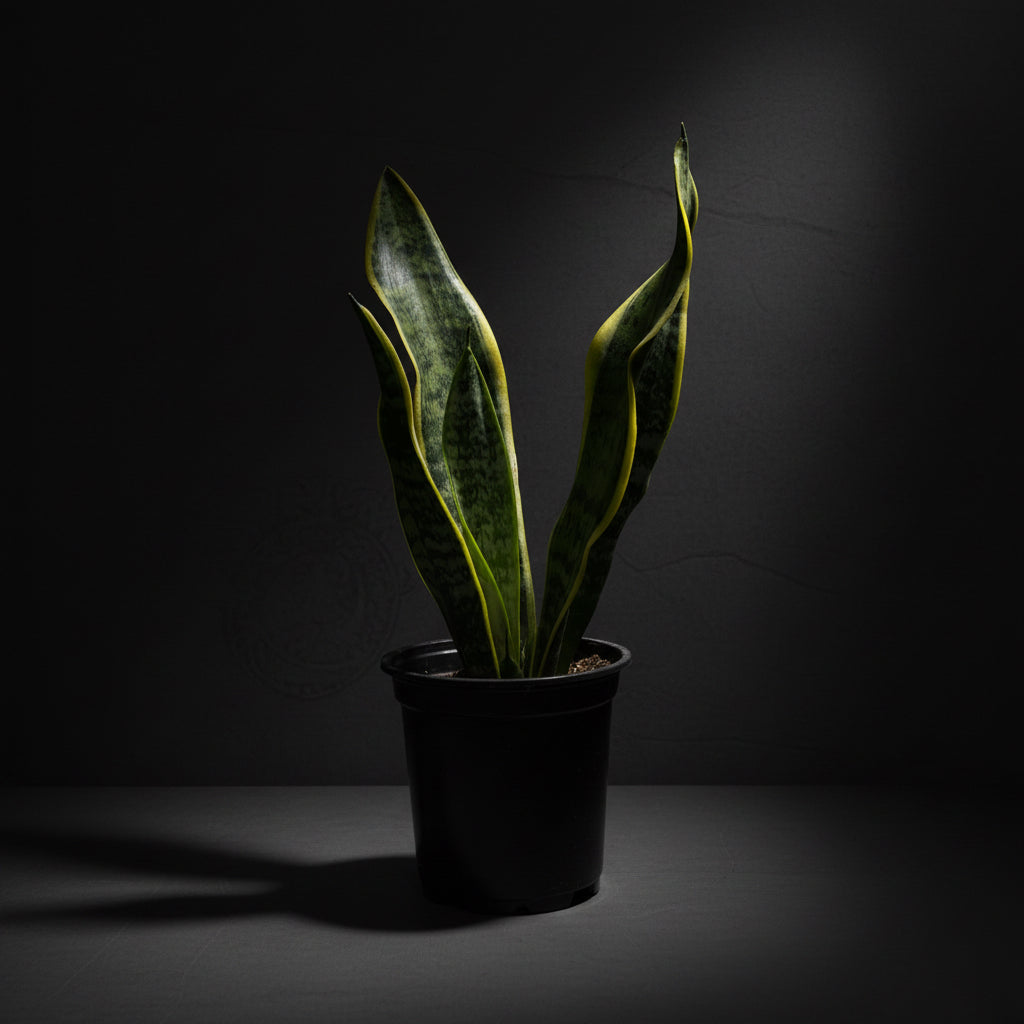 Snake Plant Laurentii