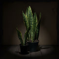 Snake Plant Laurentii