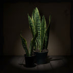 Snake Plant Laurentii