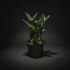 ZZ Plant
