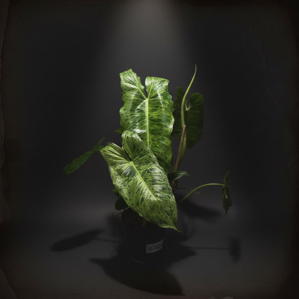 Philodendron Paraiso Verde