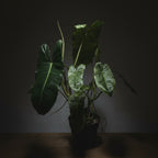 Philodendron Paraiso Verde