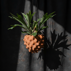 The Creature Orb Hanging Planter Pot