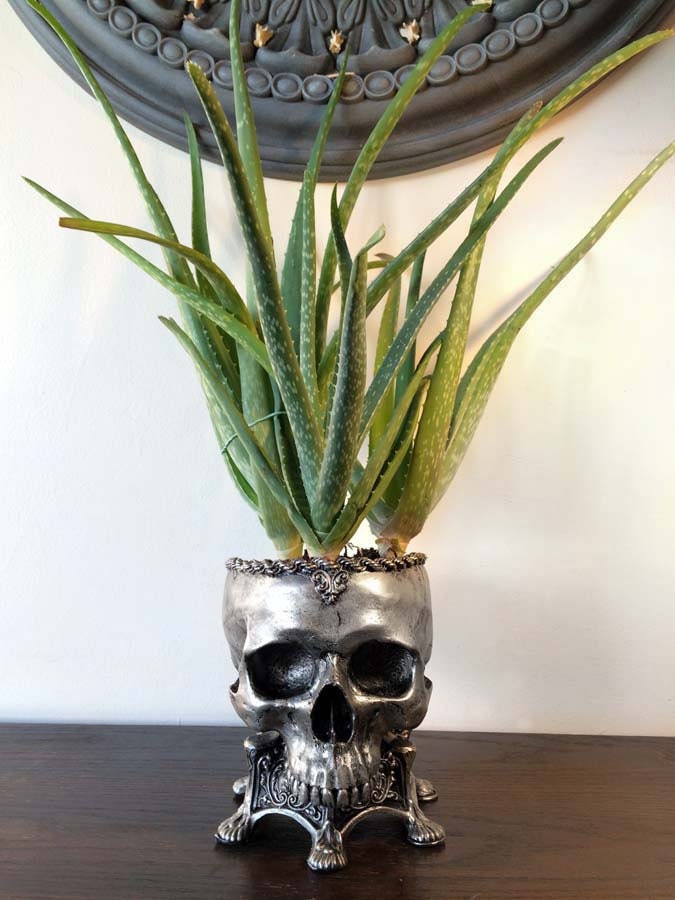 Human Skull Planter