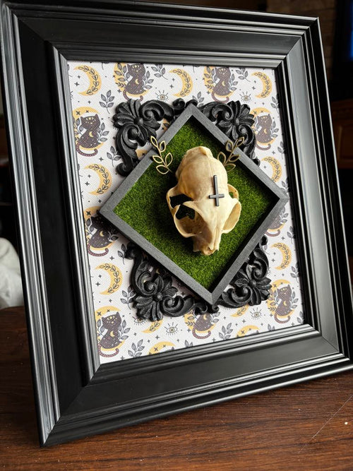 Cat (Felis Catus) Skull Taxidermy Frame