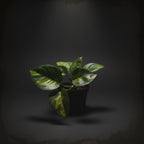 Global Pothos