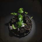 Global Pothos