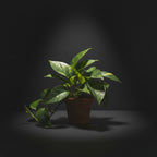 Golden Pothos