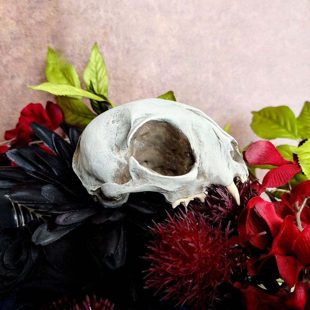 Cat Skull Oddity