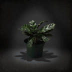 Calathea 'Rattlesnake'
