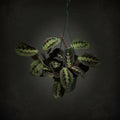 Maranta 'Red Prayer Plant'
